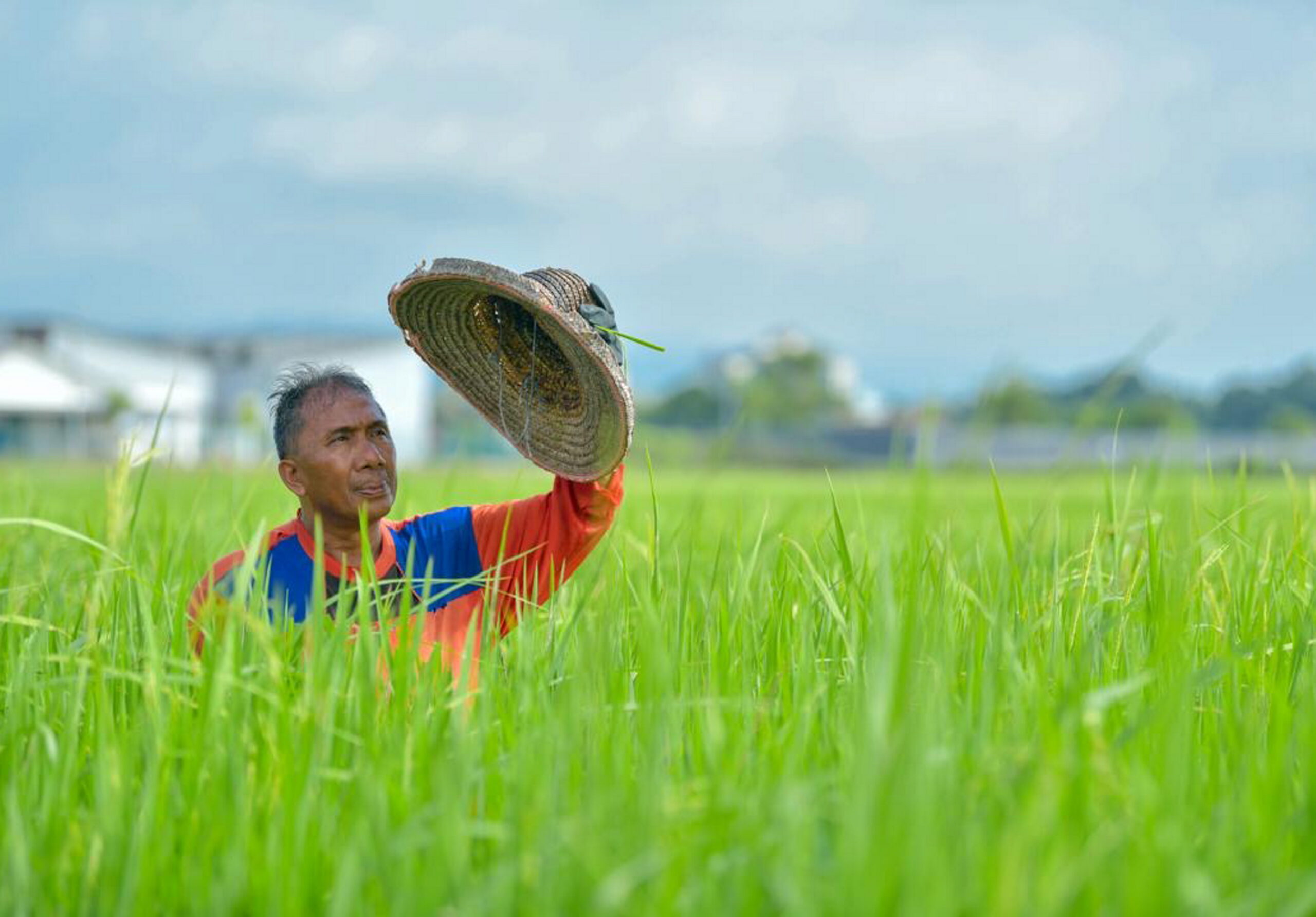 Delayed fertilizer deliveries expose Malaysian rice farmers to RM1.3 million in daily losses