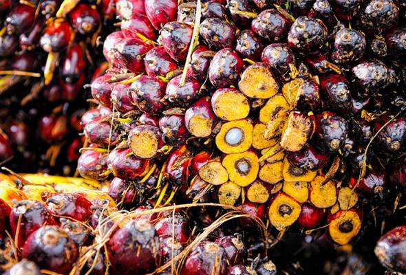 Malaysia's palm oil stocks rise 3.32% to 2.63 million tonnes in July - MPOB