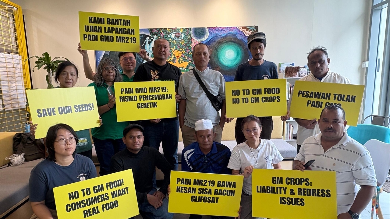 Malaysian farmers urge regulator to reject GMO rice field trial