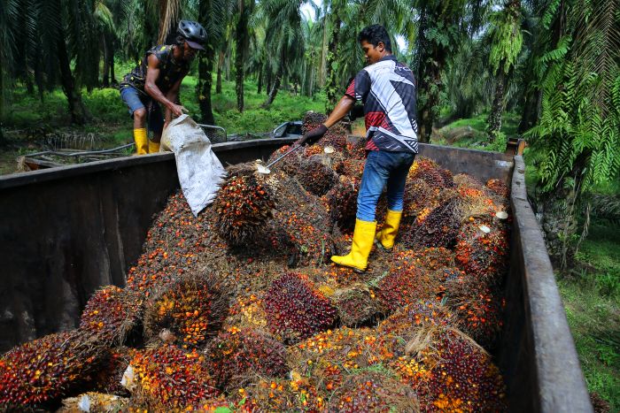 MPOC sees Malaysian palm oil above RM4,600 in September as supply risks grow