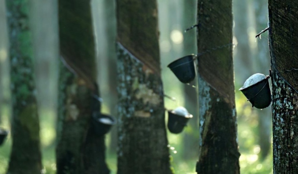 Malaysian rubber prices expected to rise on Chinese demand and supply concerns