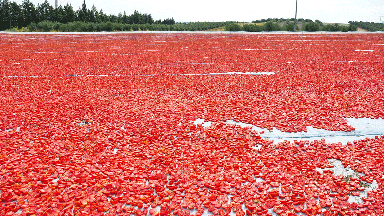 Manisa dried tomato season begins as producers target 91 export markets