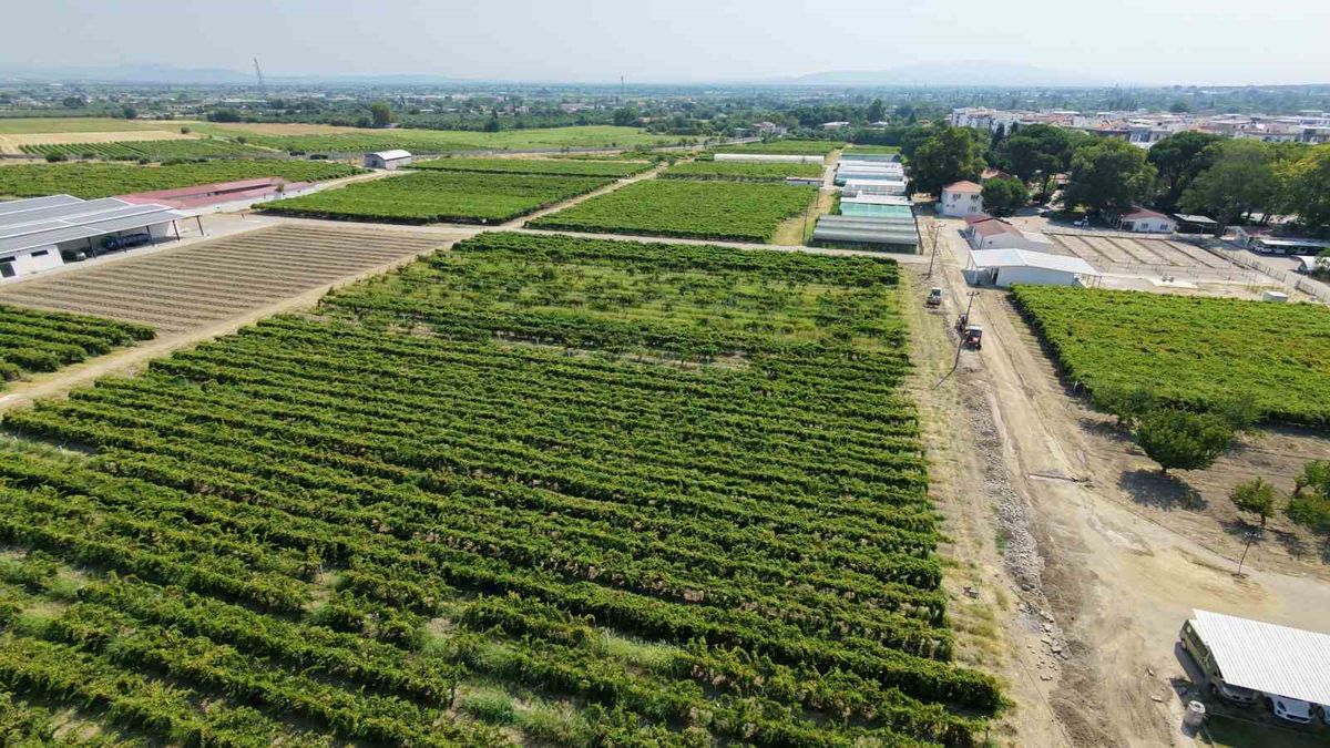 Manisa Raisin Growers Await TMO and TARİŞ Prices as Harvest Advances