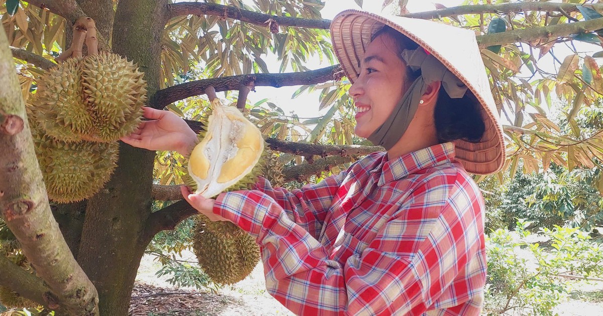 Mekong Delta expands coded fruit-growing areas to strengthen export access