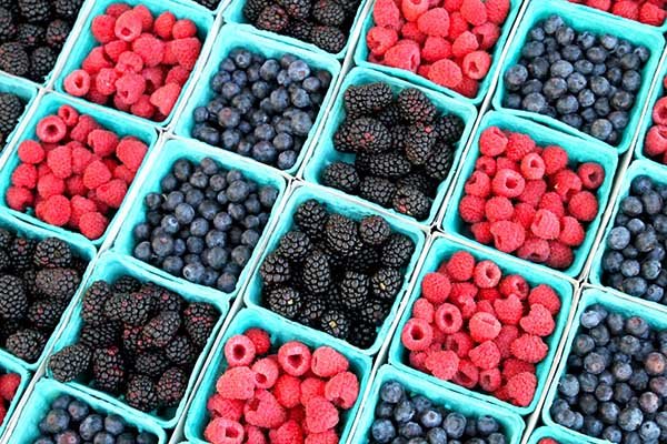 Mexico’s berry exporters seek faster financing as shipments top 715,000 tonnes