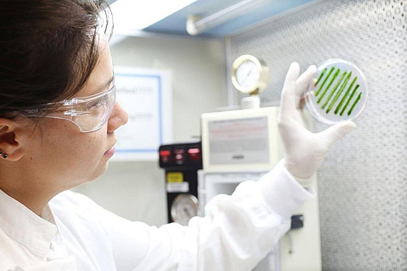 Microalgae recycling could cut cultivated-meat growth-media costs by up to 90%