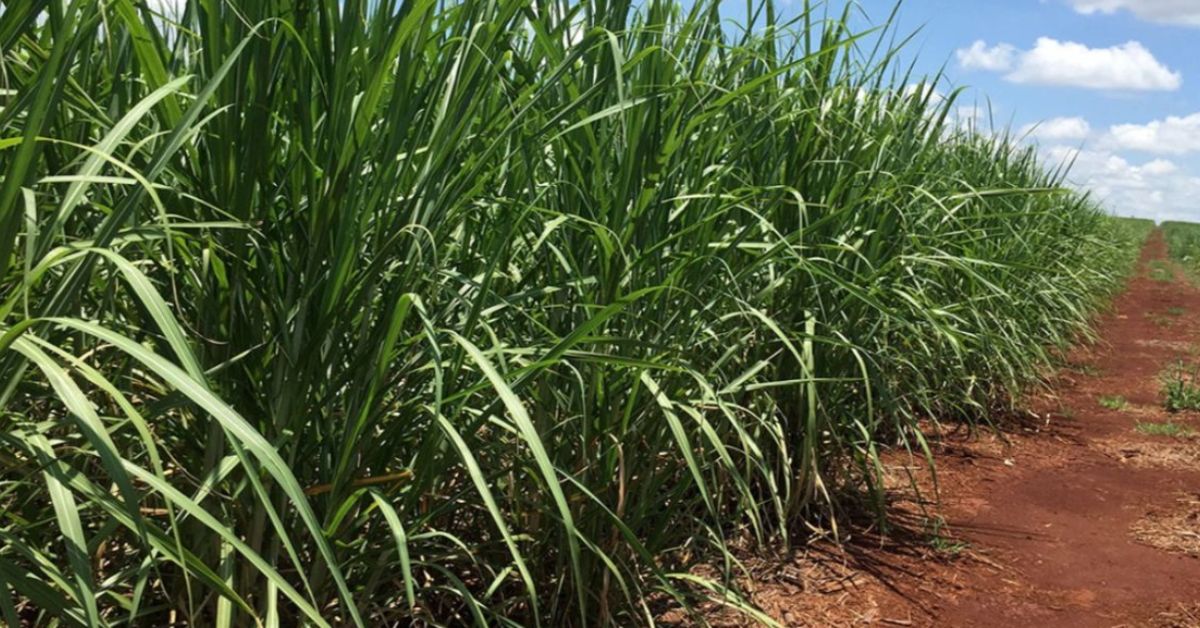 Minas Gerais sugarcane crop seen at 82.5 million tonnes in 2026/27 as ethanol output jumps 27.5%