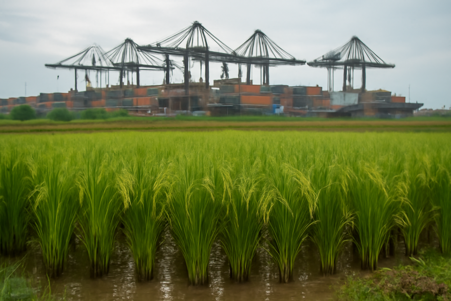 Morocco’s rice sector faces rising import pressure after drought and floods