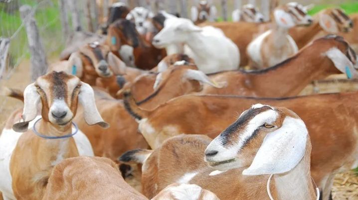 Morocco suspends tariffs on live sheep and red-meat imports through year-end
