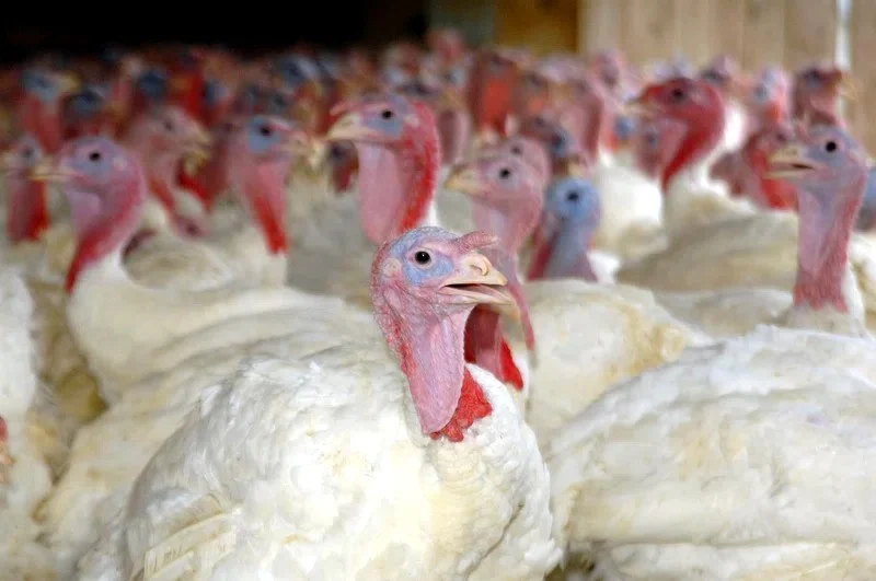 Marrocos aumenta em 308% importações de matrizes de peru enquanto preços das aves caem