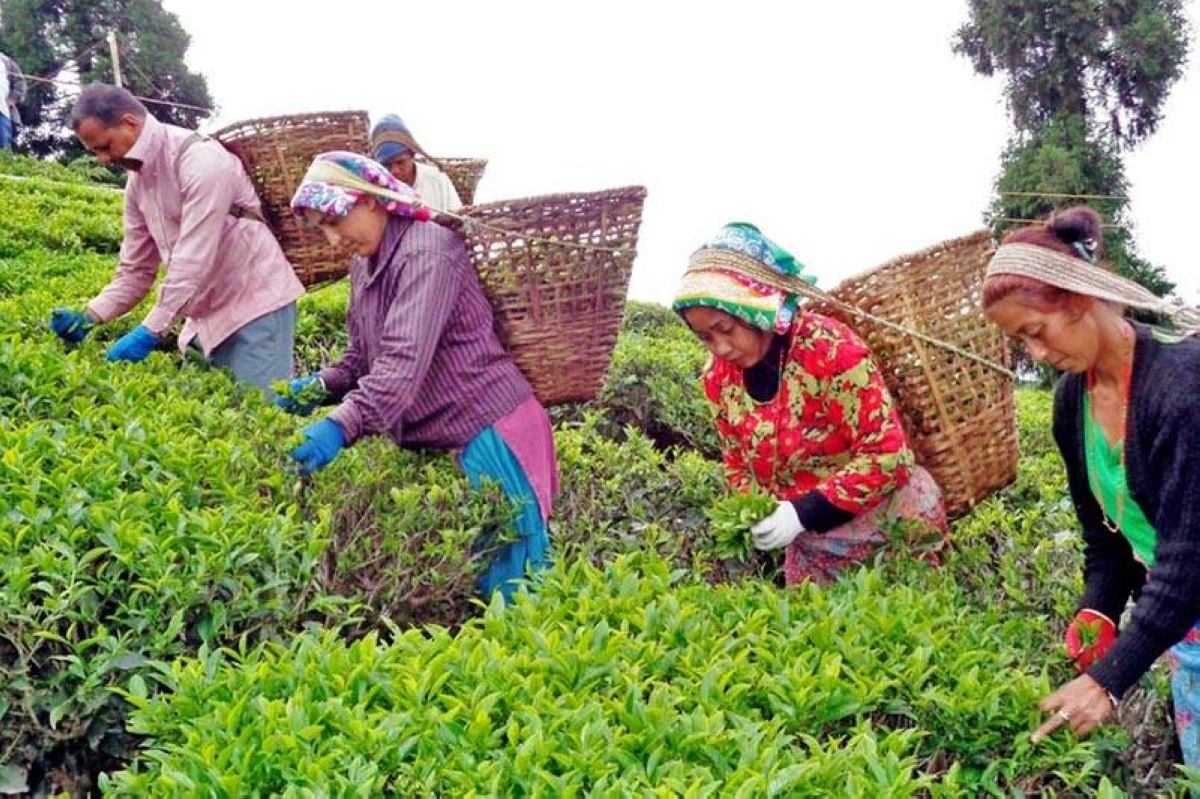 Nepal’s tea exports to India fall by 2,260 tonnes, cutting earnings by Rs 640 million