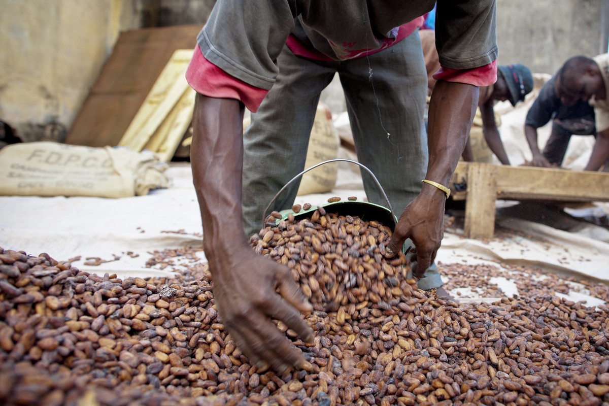 New York cocoa futures fall 4.69% as supply outlook improves