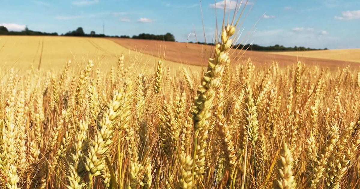 North African Wheat Crop Rebound Cuts Imports as Sub-Saharan Demand Rises