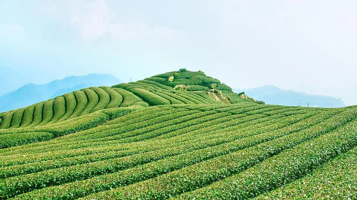 El té del norte de India cae hasta un 17% en subasta ante problemas de cosecha y exportación