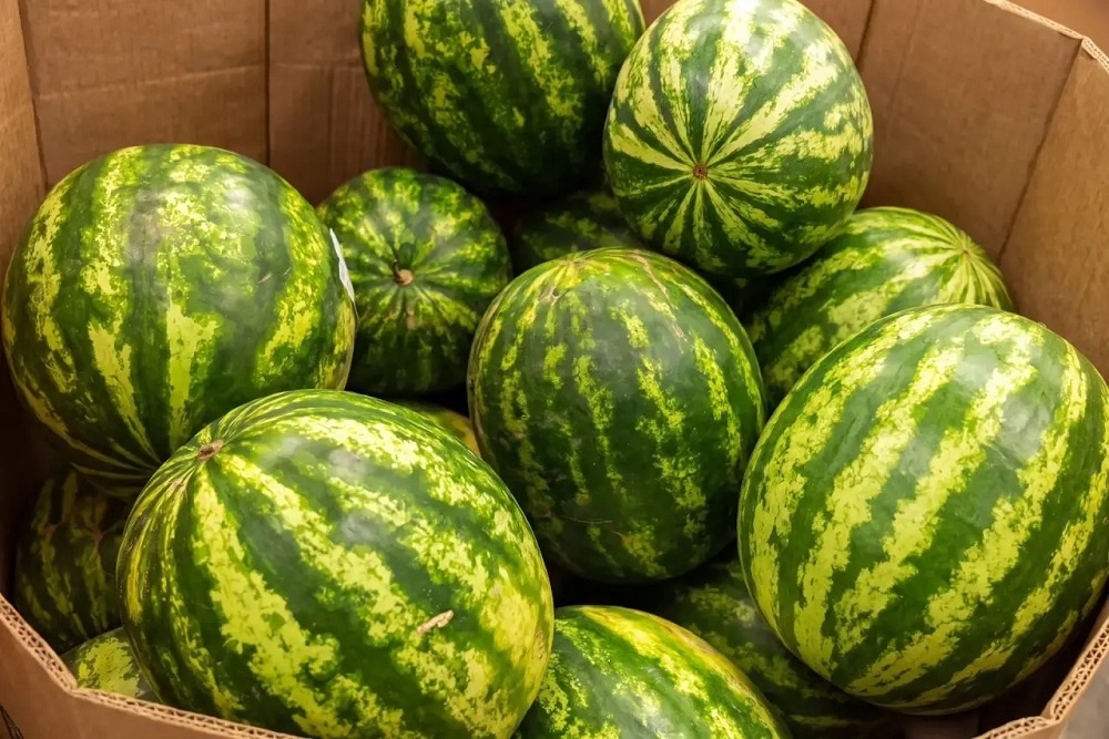 Novosibirsk leads Siberia in watermelon imports as regional volumes surge
