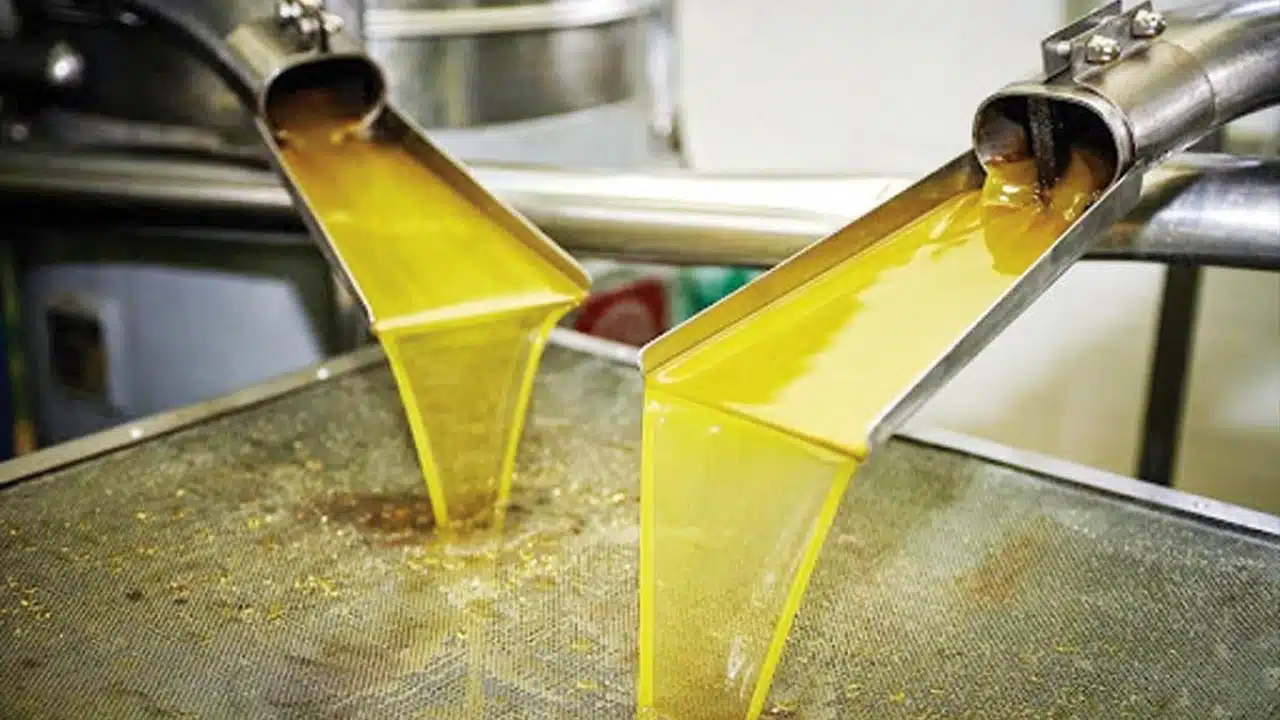 Olive oil prices ease as global demand grows and Brazil’s imports rebound