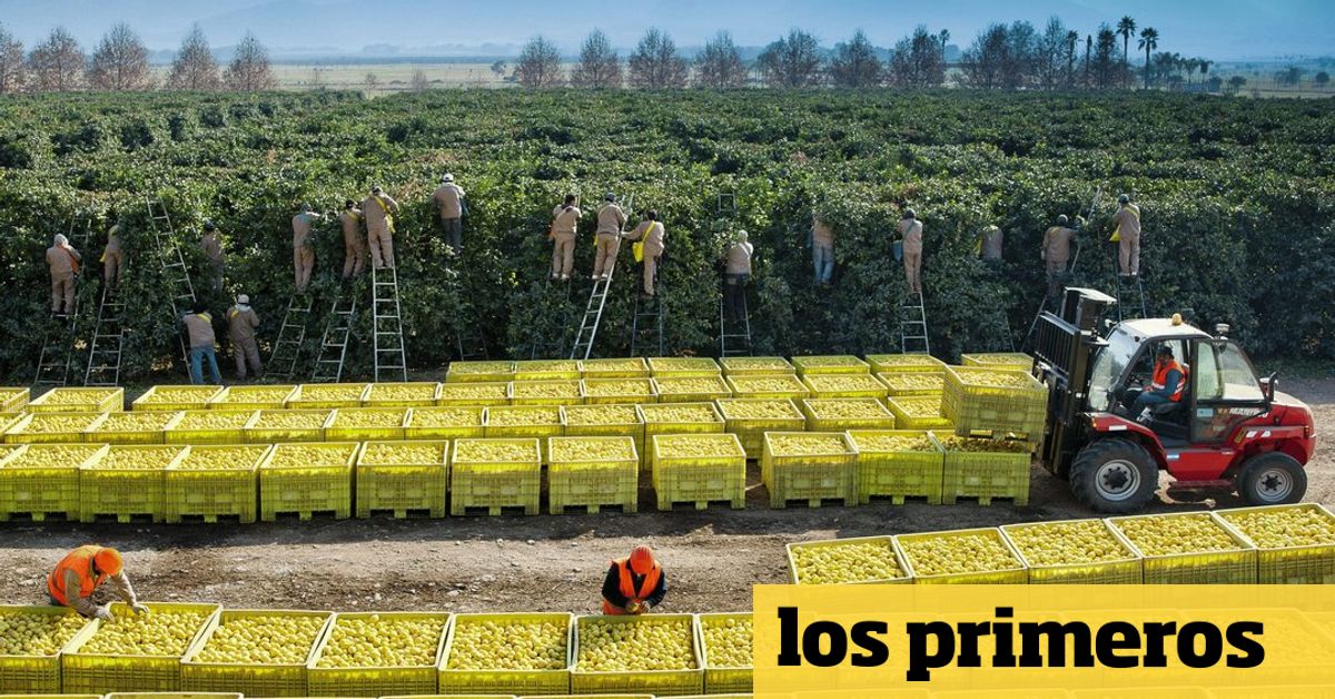 Panama authorizes Argentine citrus imports, opening a new market for Tucumán lemons