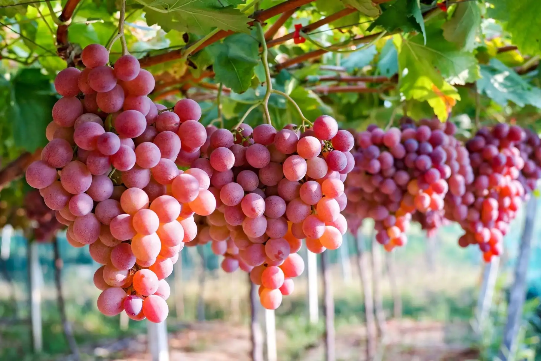 Las agroexportaciones de Perú crecen un 3,6% por la demanda sostenida de fruta fresca