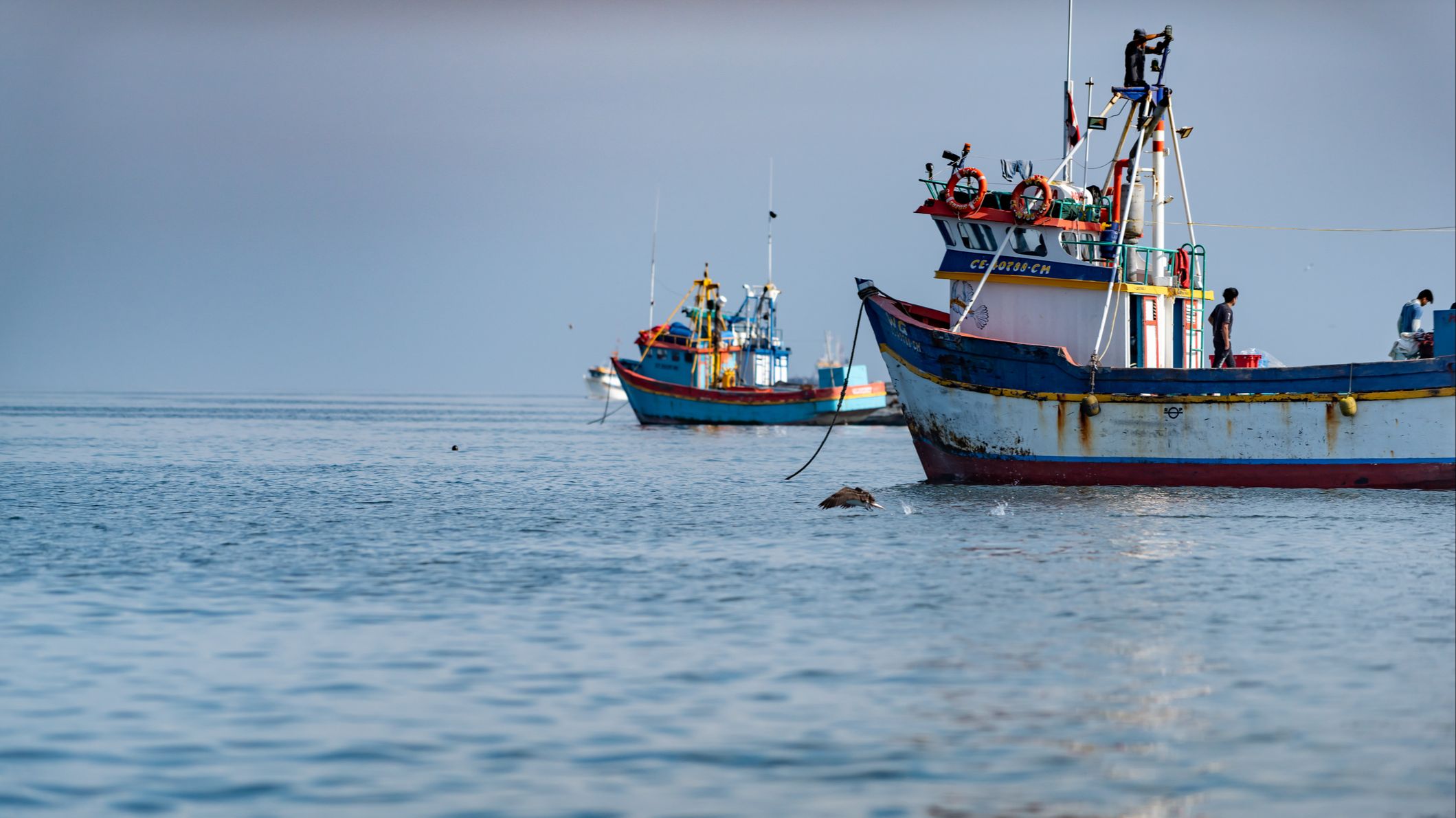 Peru anchovy shortage drives fishmeal prices higher and pressures aquaculture margins