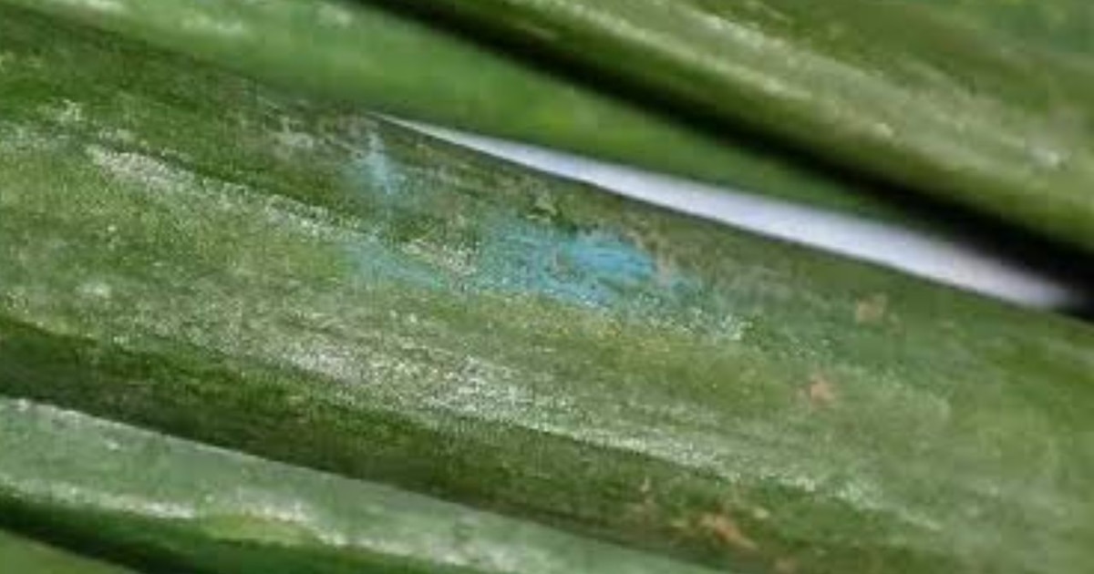 Peru bill would give SENASA sole control over domestic food safety after contaminated produce findings