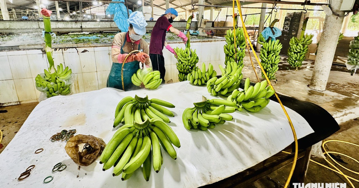 Philippines overtakes Vietnam as China’s top banana supplier by value