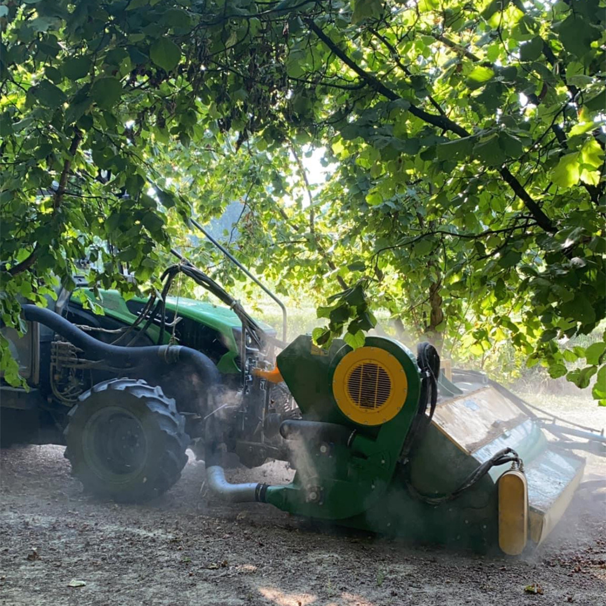 Piedmont hazelnut harvest starts early as growers press for adequate prices