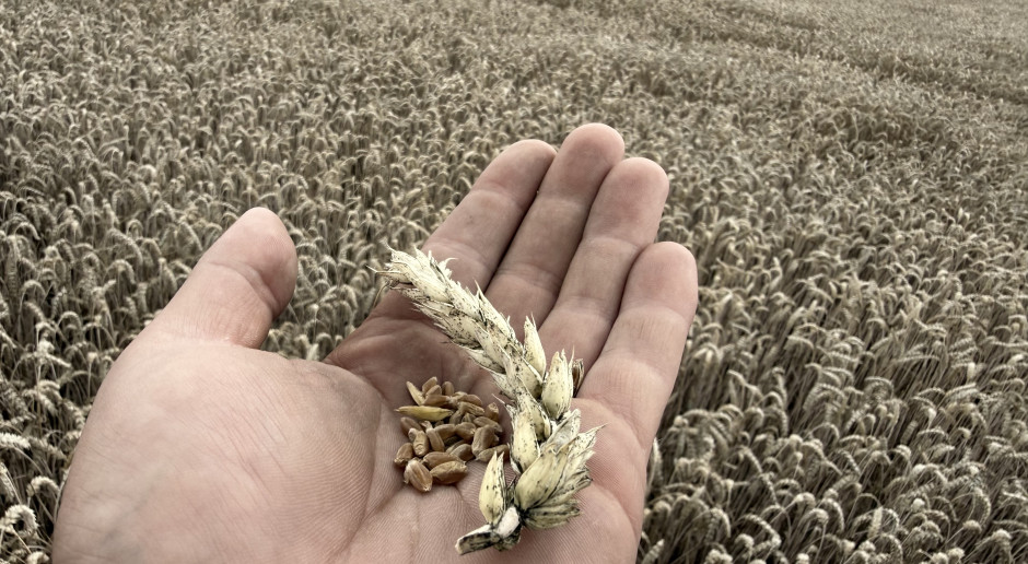 Poland Has 5.5 Million Hectares in Four Major Grains, With Few Viable Alternatives