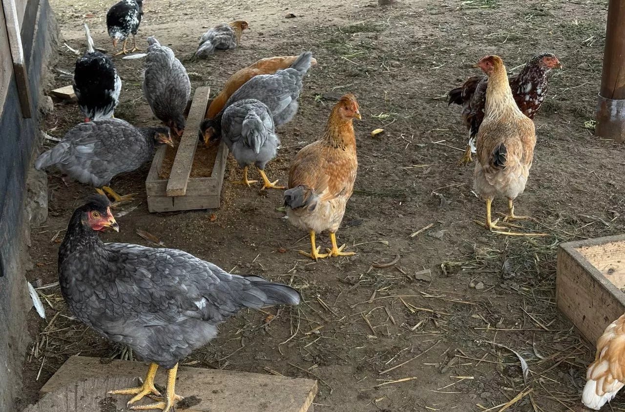 Poland regains bird-flu-free status, clearing path for poultry export talks