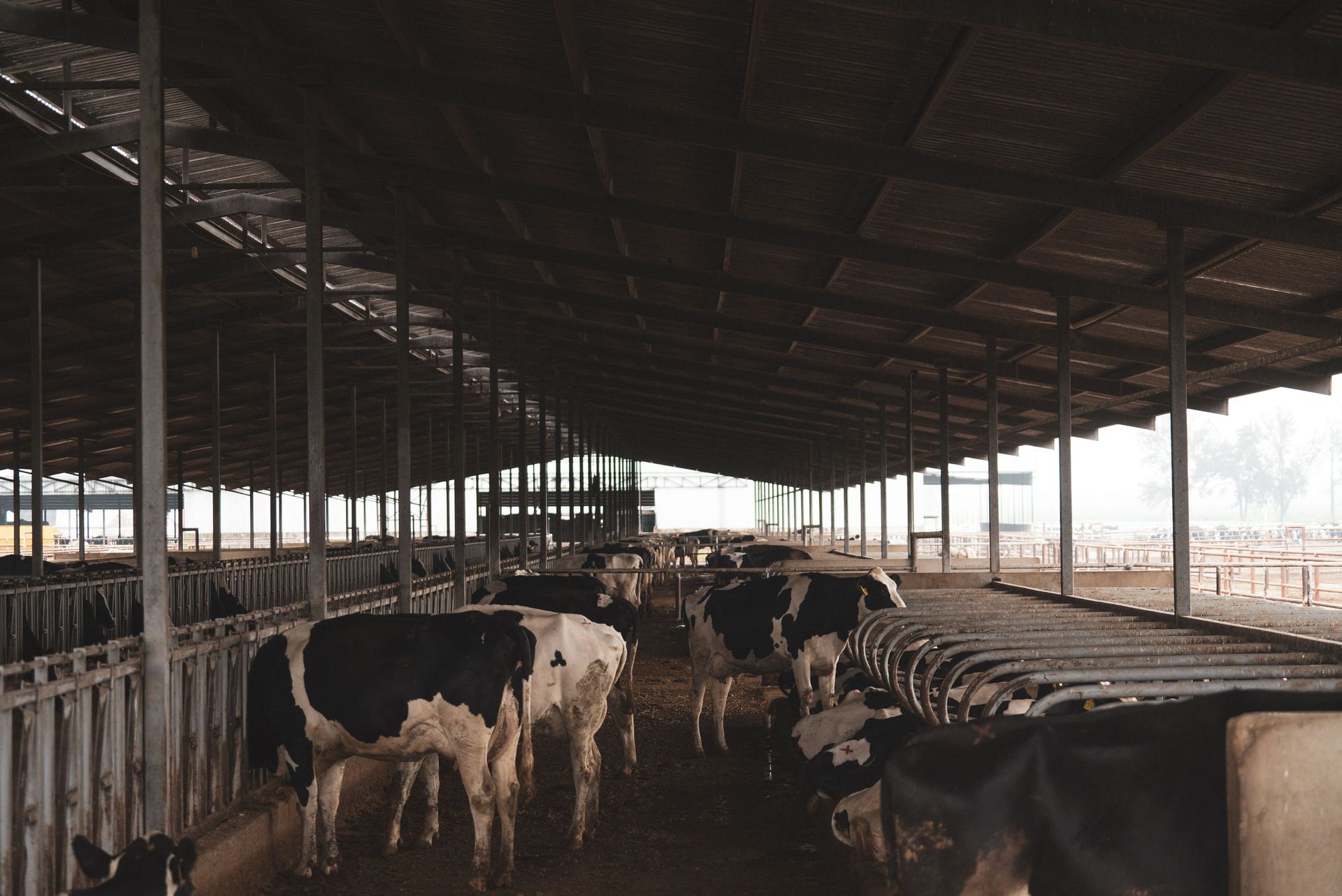 Poland Tops Dutch Milk Output for a Second Month, Eyes Third Place in Europe