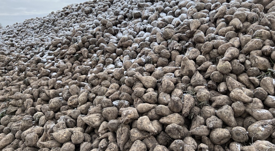 Los remolacheros polacos rechazan la oferta de KGS de 26 € por tonelada para 2027