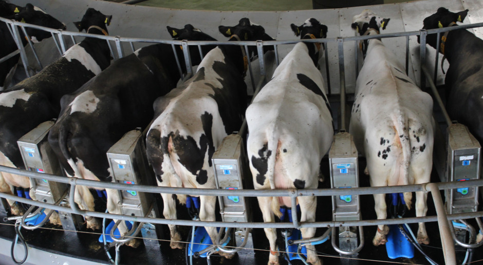 En Pologne, le prix du lait à la ferme baisse sur un an pour le 11e mois consécutif