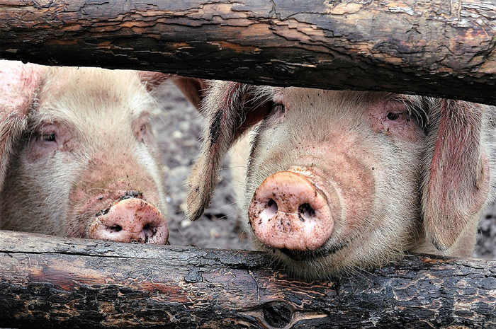 Polish pork industry seeks new export markets as European supply chains face change