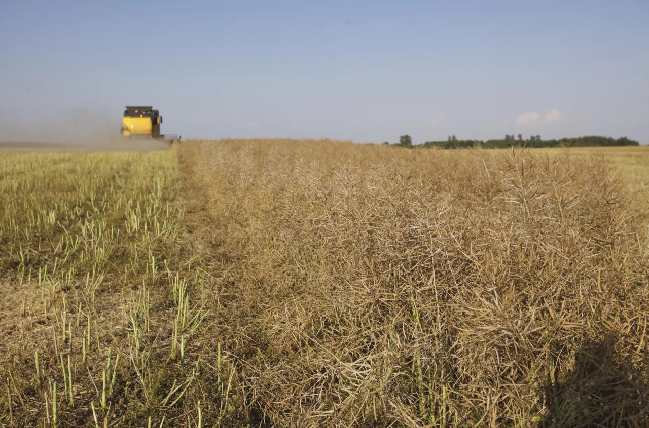 Polish rapeseed prices hold firm as Ukrainian values fall on export constraints