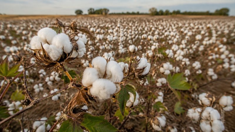 Price Standoff Restricts Trading and Liquidity in Brazil’s Cotton Market