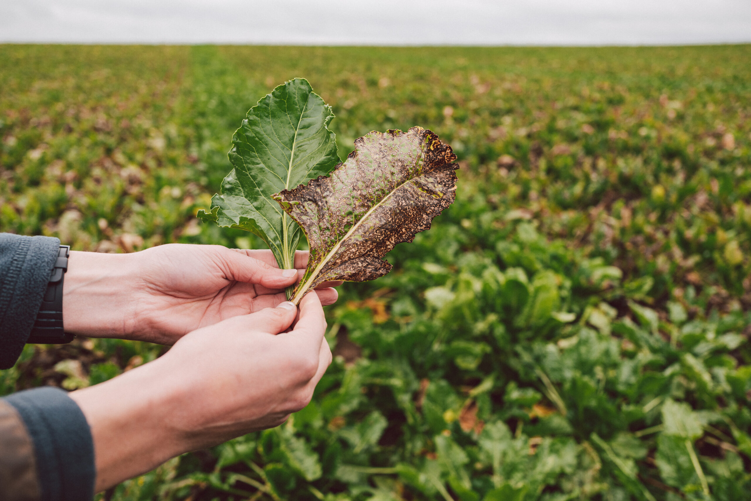 Rain Boosts Polish Sugar Beet Growth as Leaf Disease Threatens Yield