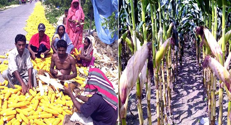 Rangpur maize harvest reaches 1.61 million tonnes across five districts