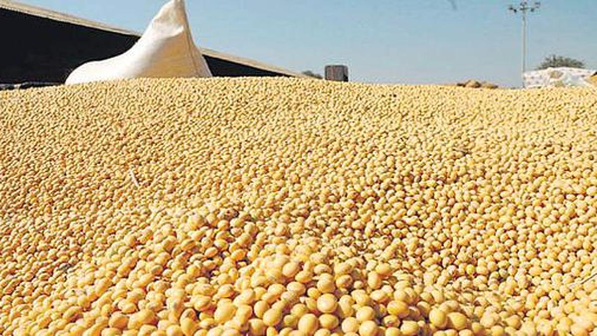 Rapeseed meal drives 18.41% rise in India’s May oilmeal exports