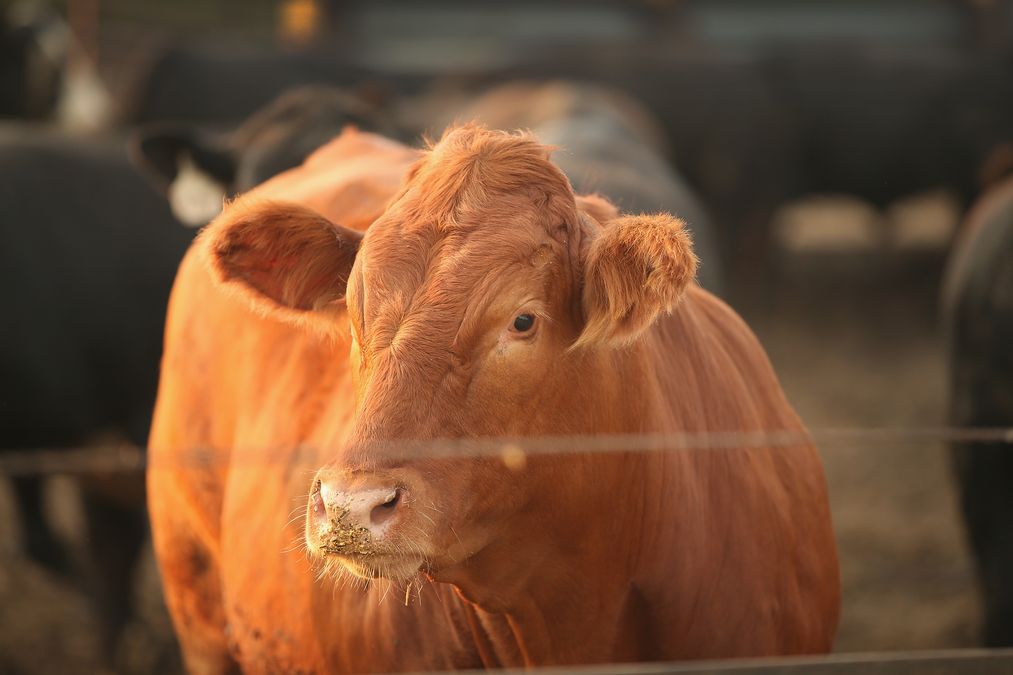 Rising costs and weak milk prices accelerate cow sell-offs in Ukraine