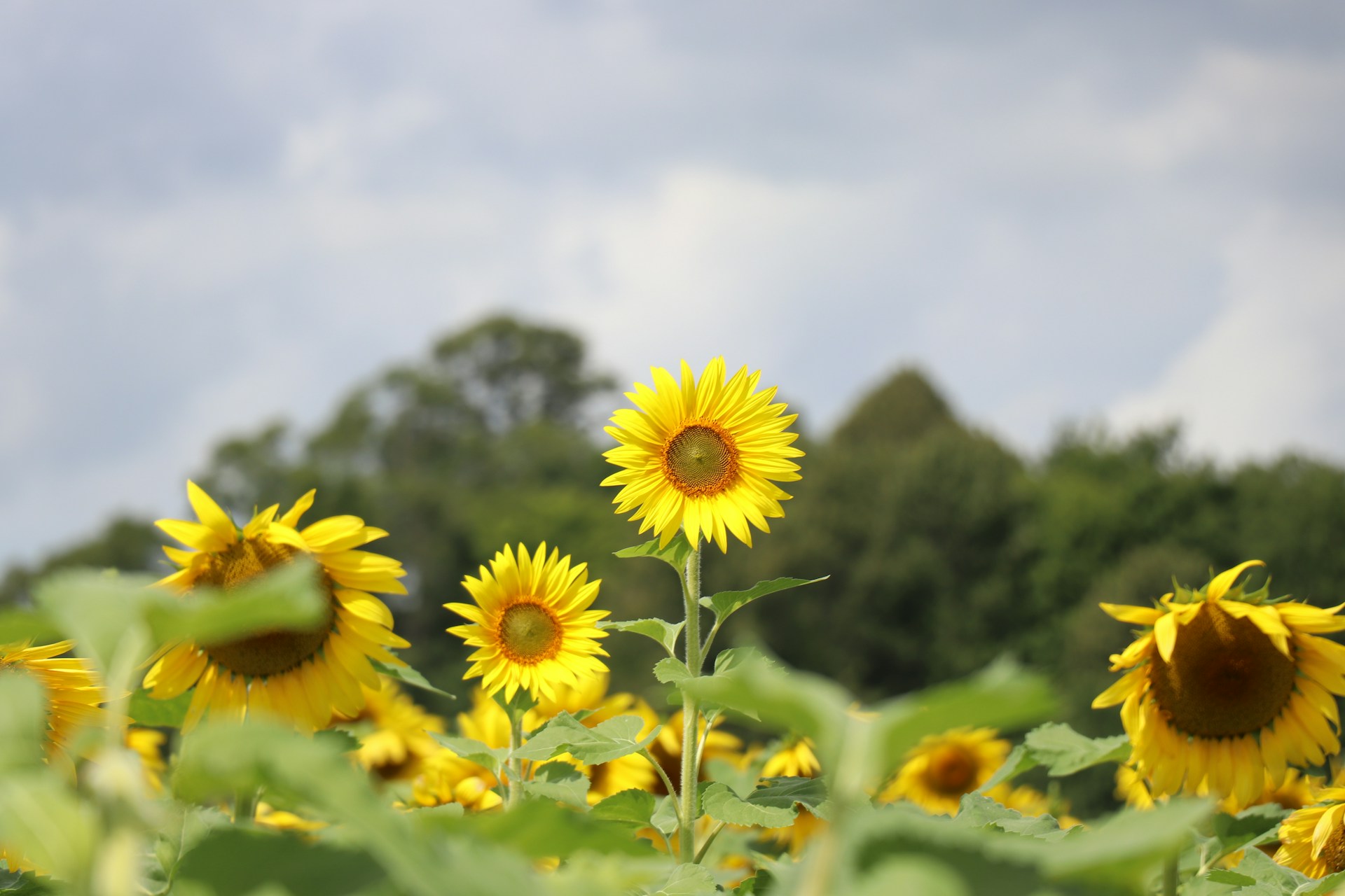 Rumäniens Maisernte bei 8,67 Millionen Tonnen erwartet, Sonnenblumen legen stark zu