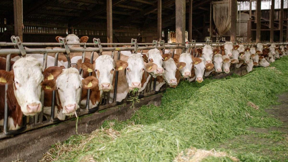 Romanian farmgate milk price falls to about 2.11 lei per litre as cows go to slaughter