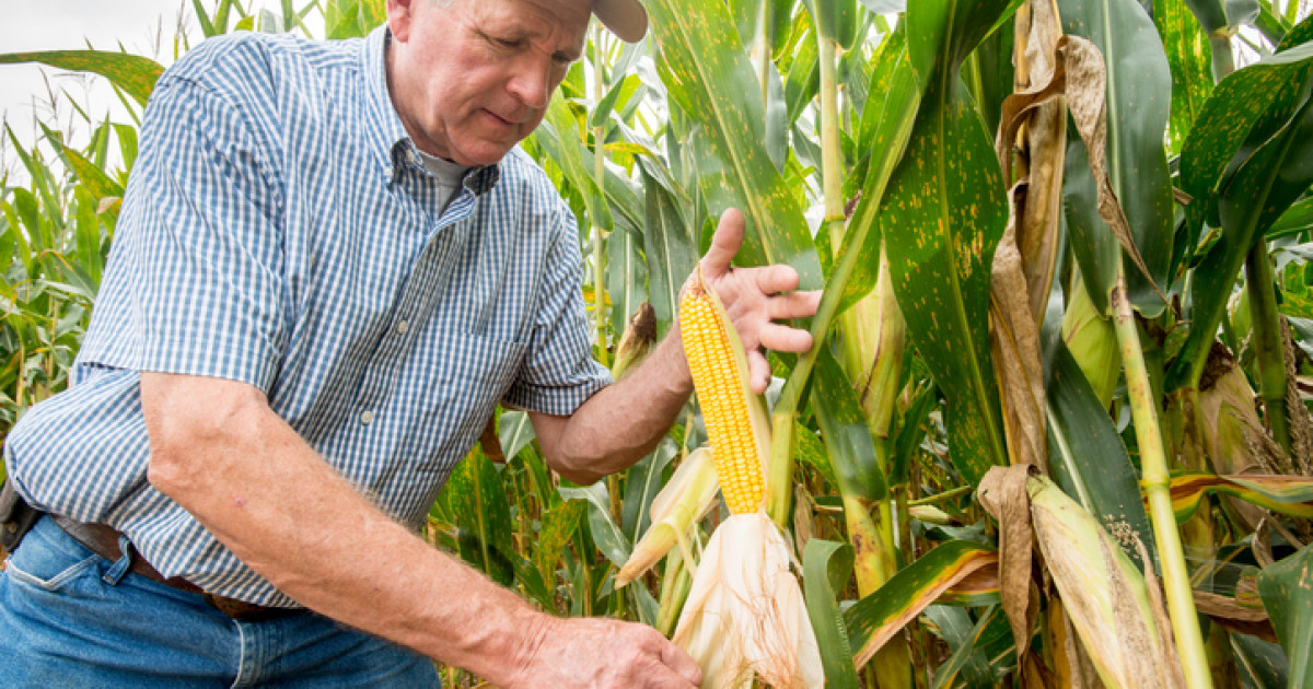 Romania’s strong grain harvest may lift exports without lowering food prices