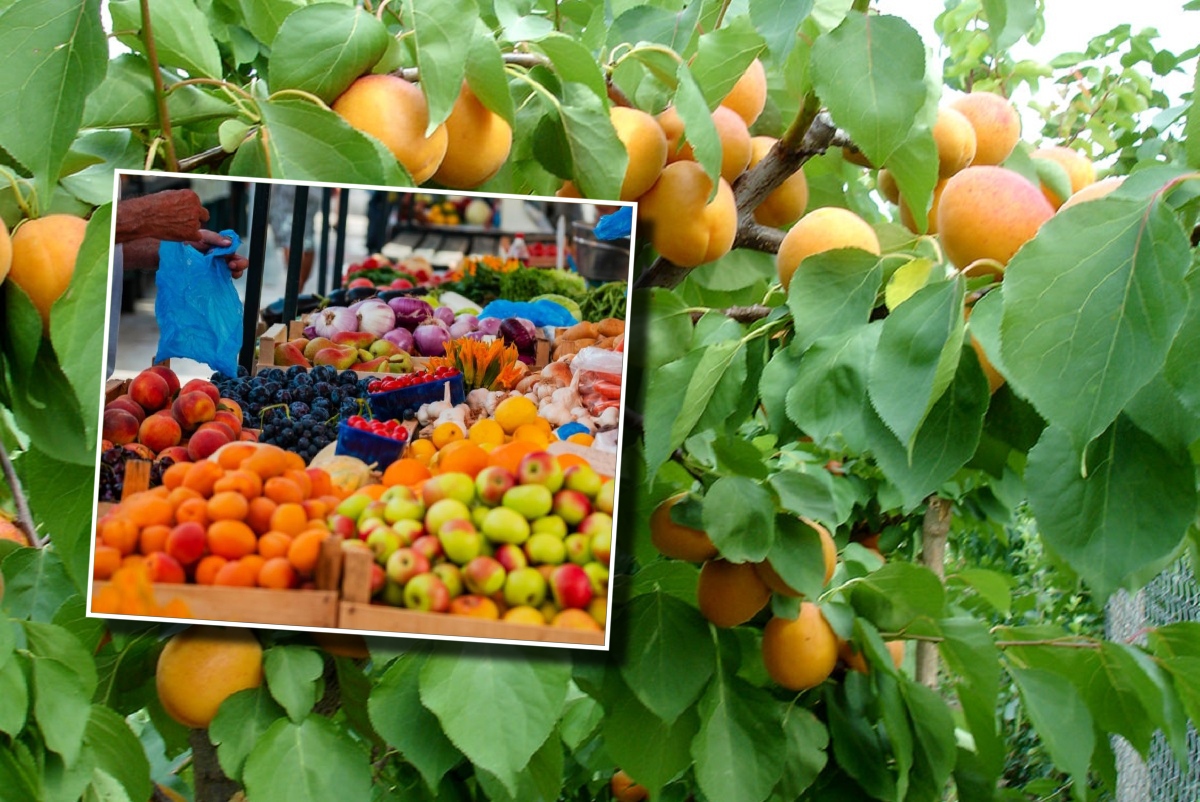 Romania leads EU plum production with a harvest of about 600,000 tonnes