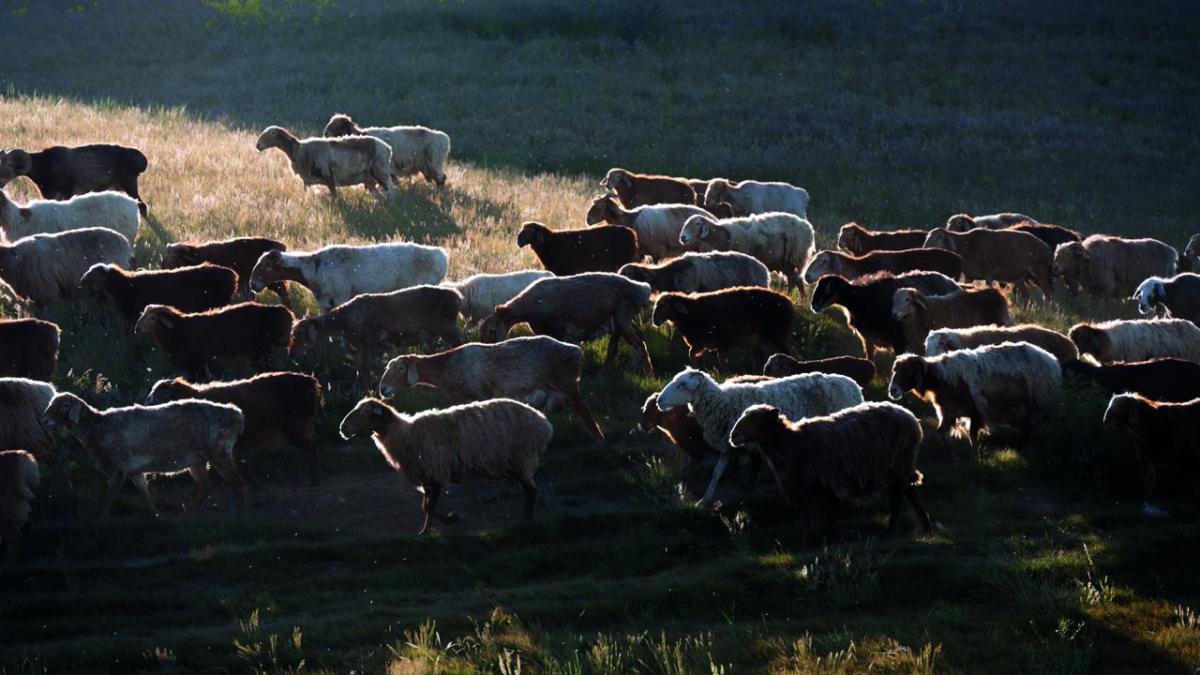 Romanian sheep farmers threaten Bucharest protest as plague blocks livestock exports