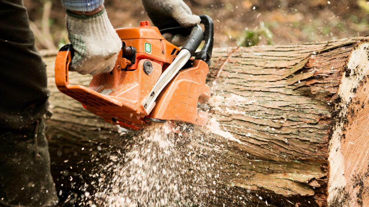 Rumänien verfolgt Holz aus Staatswäldern digital von der Markierung bis zum Verkauf
