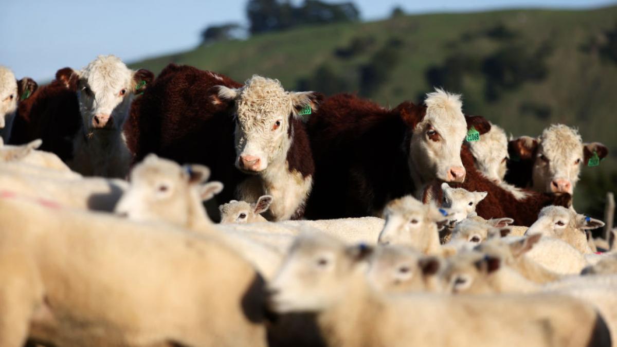 Romania and Turkey advance transit agreement for sheep and beef carcasses
