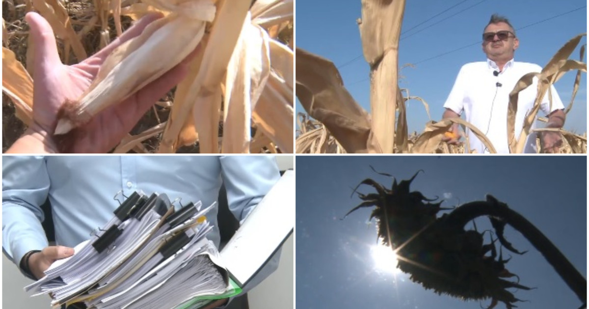Romanian farmers seek drought aid as Arad corn losses reach 90%
