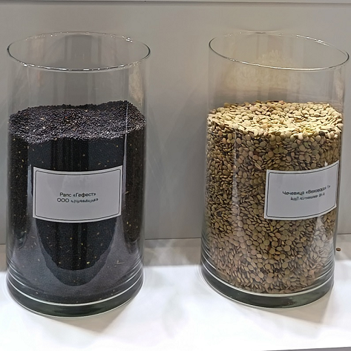 Russia's domestic seed share reaches 69.3% as substitution loses momentum