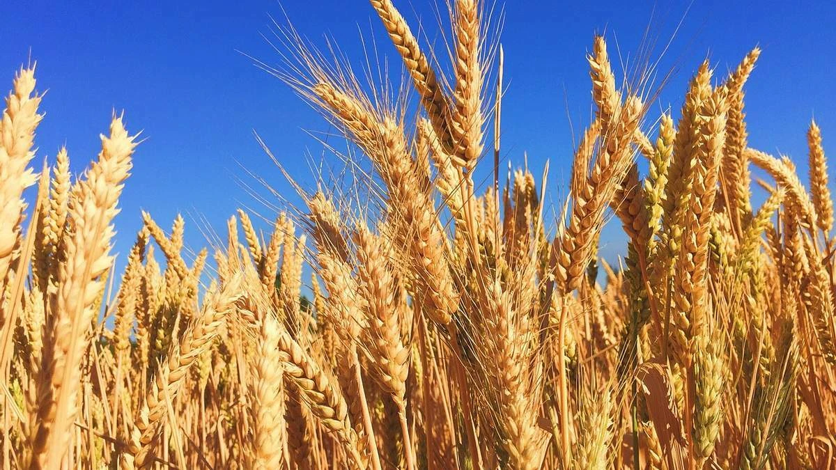 Russia retains wheat export lead with 46.5 million tonnes in 2025/26