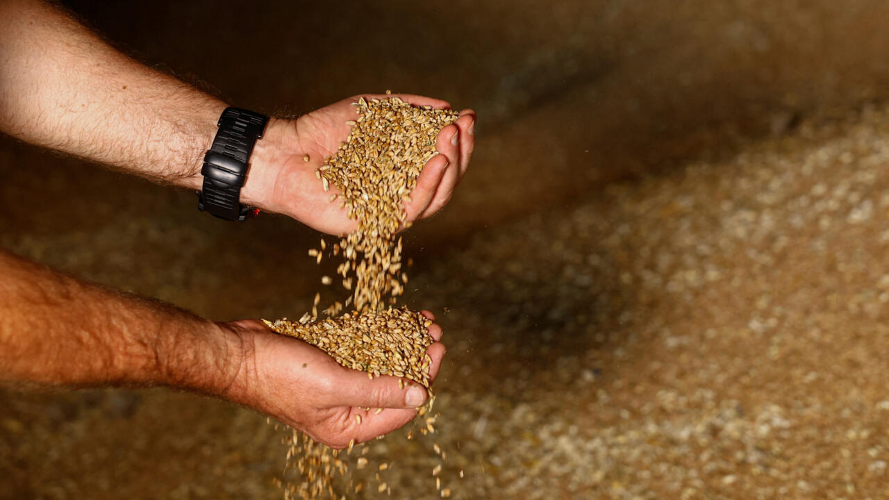 Russian strikes on Danube ports disrupt Ukrainian grain exports
