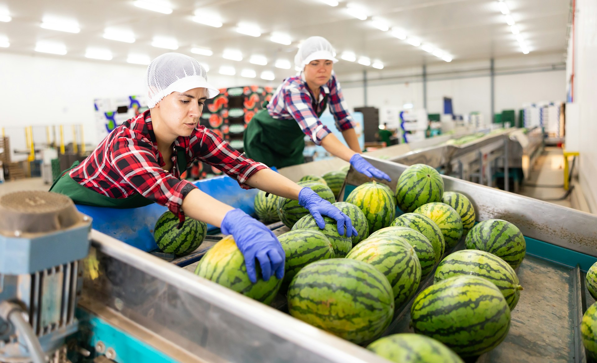 San Luis Potosí fruit exports to US extend beyond avocado